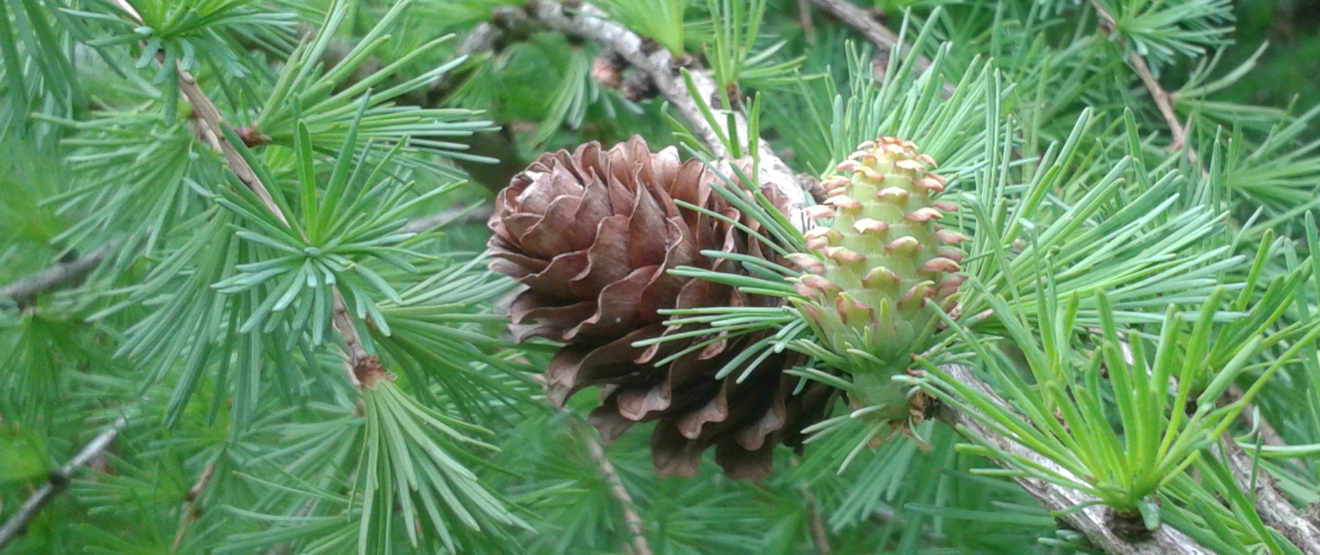 Larix
